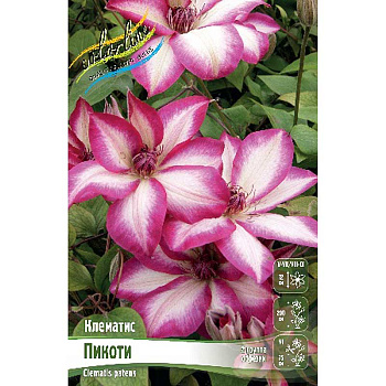 Клематис Пикоти I 1 шт