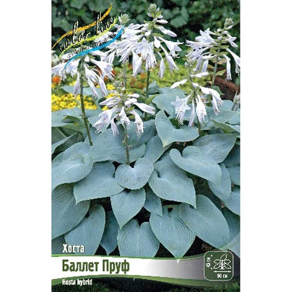 Хоста Баллет Пруф 1 n 1 шт