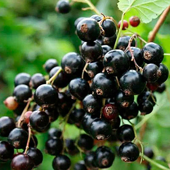 Смородина черная Гармония Садовита