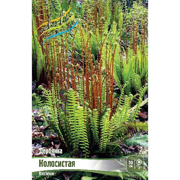 Дербянка Колосистая I 1 шт