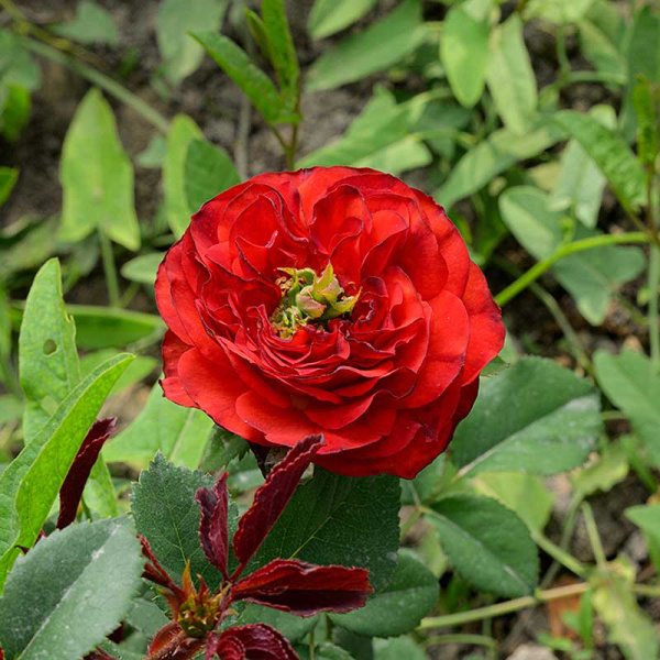 Роза Чайно-гибридная Рэд Ай Садовита