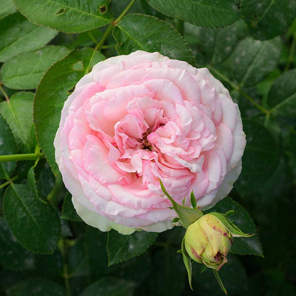 Роза Чайно-гибридная Парадайз Фрут Садовита