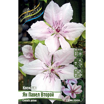 Клематис Ян Павел Второй I 2 шт