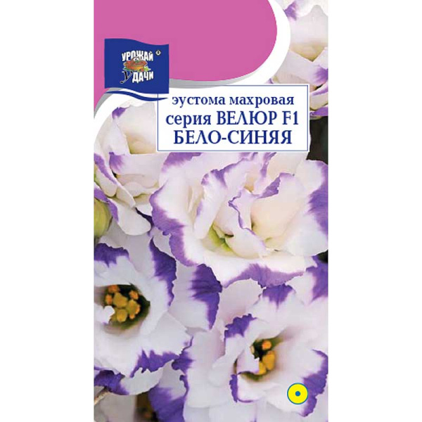 Эустома Велюр Бело-синяя Урожай у дачи Ц 