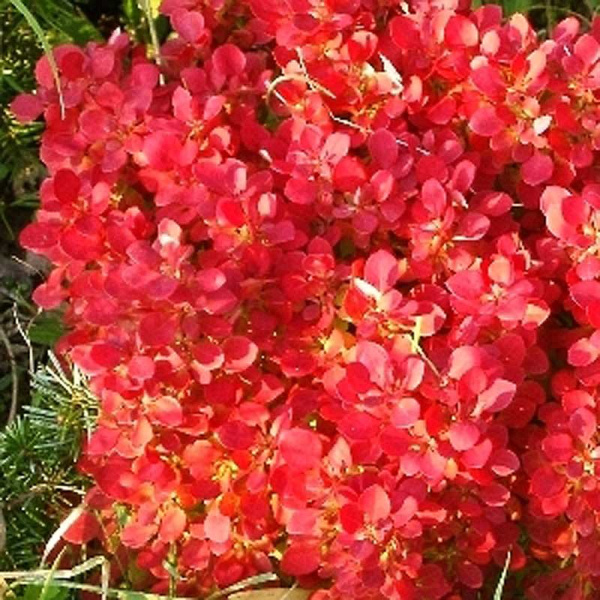 Барбарис Тунберга Лутин Руж C2 шт