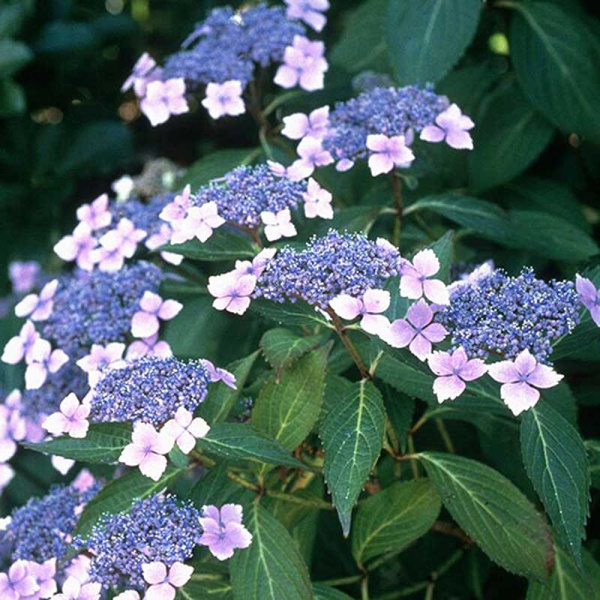 Гортензия пильчатая Блю Клауд Р9 шт Садовита