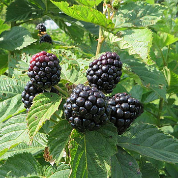 Ежевика Блэк Мэджик Садовита