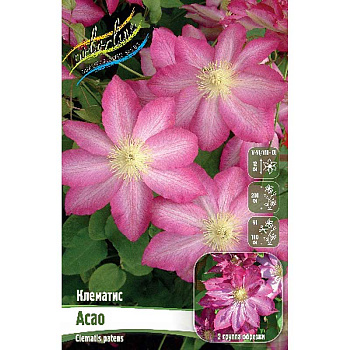 Клематис Асао I 2 шт