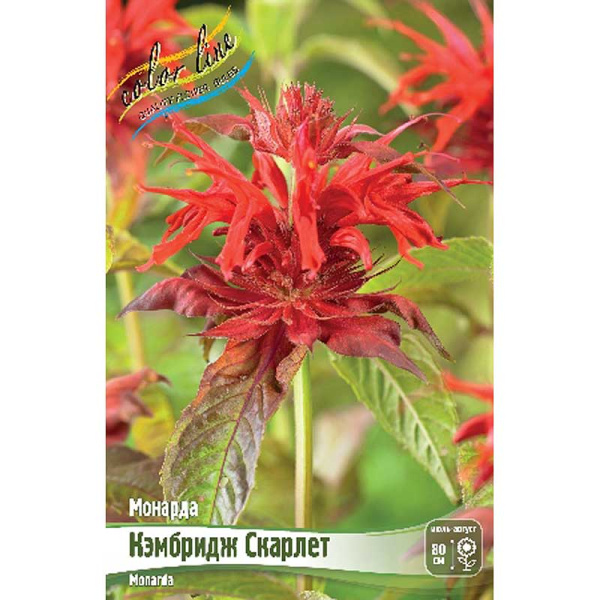 Монарда Кэмбридж Скарлет I 1 шт