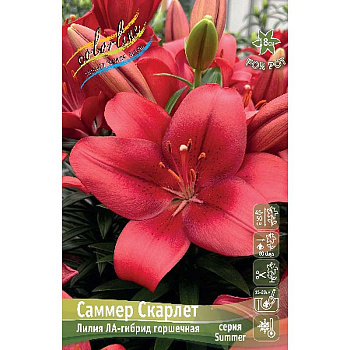 Лилия Саммер Скарлет 10/12 5 шт 