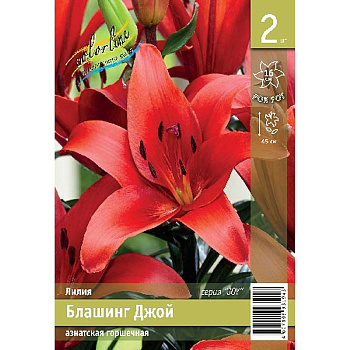 Лилия Блашинг Джой 11/12 2 Эконом шт