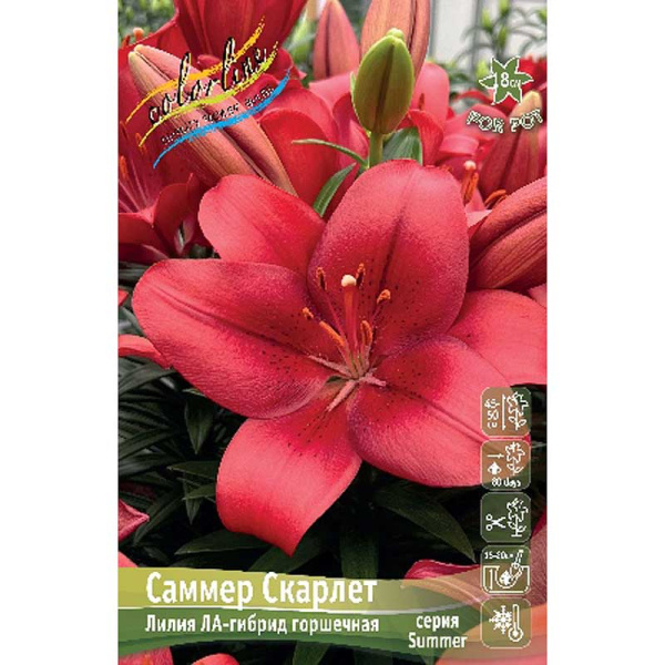 Лилия Саммер Скарлет 10/12 5 шт 