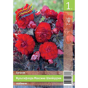 Бегония Мультифлора Максима Швейцария 5/6 1 Эконом шт