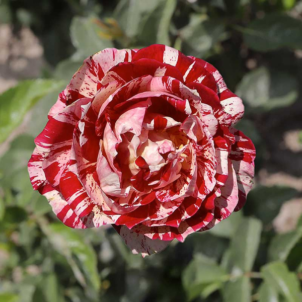 Роза флорибунда Хулио Иглесиас Садовита