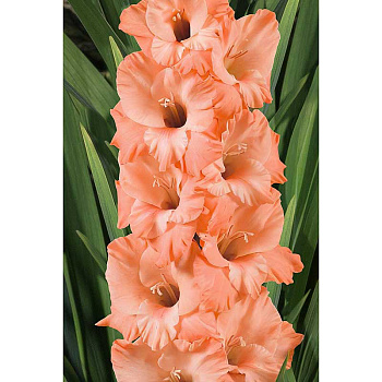 Гладиолус Донателла 12/14 5 шт Садовита