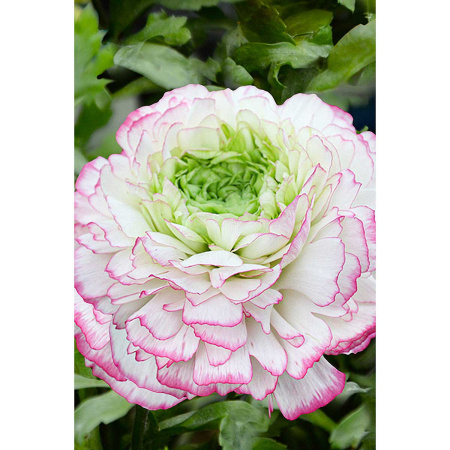 Ранункулюс Пикоти Розовый 6/7 10 шт Садовита 