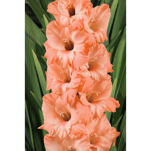 Гладиолус Донателла 12/14 5 шт Садовита