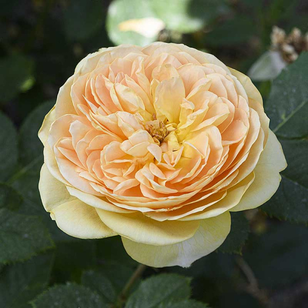 Роза шраб Голден Зест Садовита