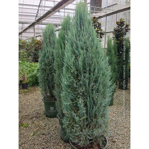 Можжевельник Скальный Блю Айвори P9 шт