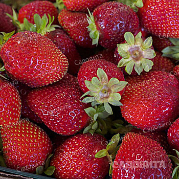 Земляника садовая ремонтантная Сан Андреас (цена за 40 шт) ОСП
