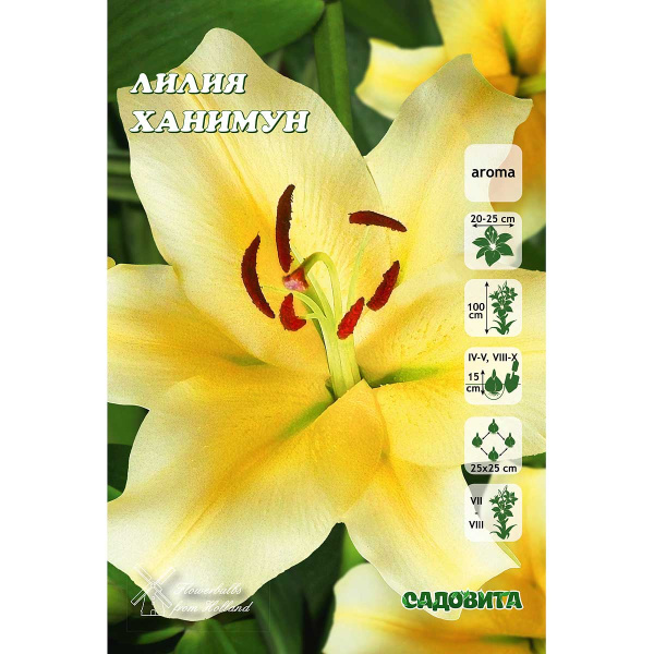 Лилия Ханимун 12/14 5 шт Садовита