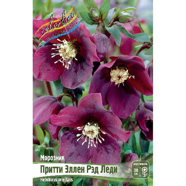 8159 Биг-Пак Морозник Притти Эллен Рэд Леди I 25 шт