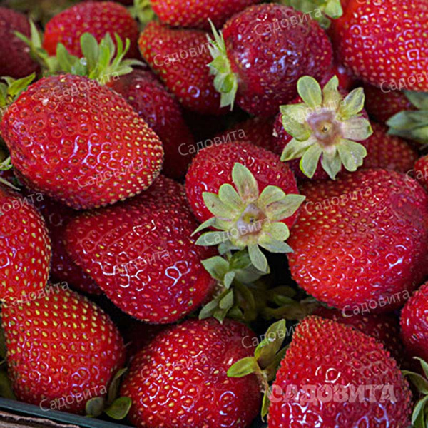 Земляника садовая ремонтантная Сан Андреас (цена за 40 шт) ОСП