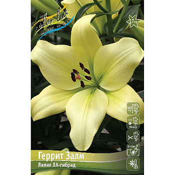 Лилия Геррит Залм 12/14 7 шт