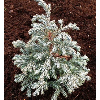 Кипарисовик Горохоплодный Бульвар P9 15-20