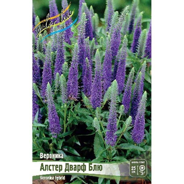 Вероника Алстер Дварф Блю I 1 шт