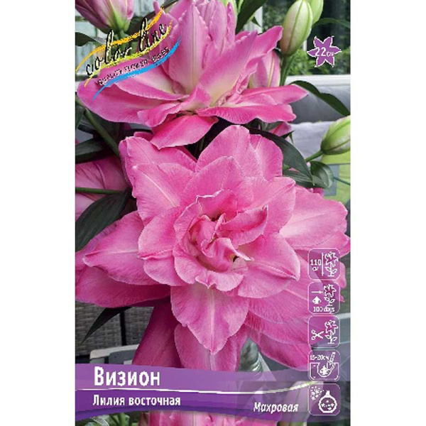 Лилия Визион 14/16 25 шт Биг-Пак 10424