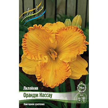 Лилейник Орандж Нассау I 1 шт 