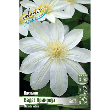 Клематис Вадас Примроуз I 2 шт