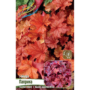 Гейхера Паприка I 1 шт