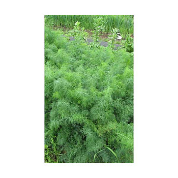 Укроп Обильнолистный МАРС Б