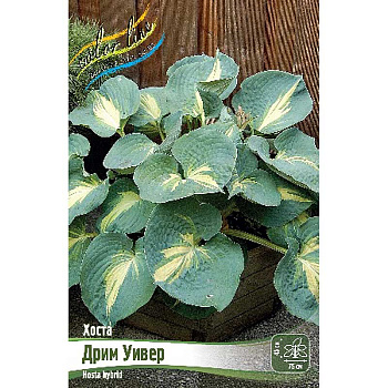 Хоста Дрим Уивер 1 n 1 шт