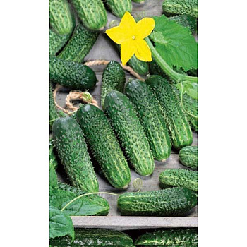 Огурец Пасамонте Каприс