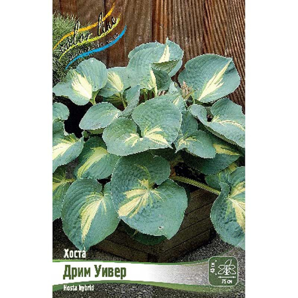 Хоста Дрим Уивер 1 n 1 шт