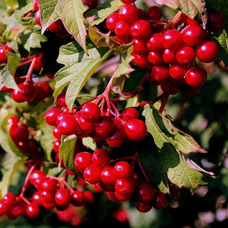 Калина Эликсир Садовита