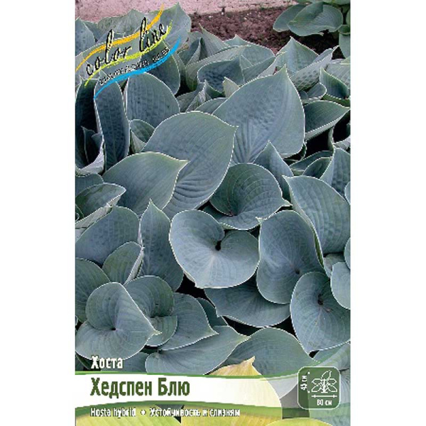 Хоста Хедспен Блю 1 n 25 шт Биг-пак 950