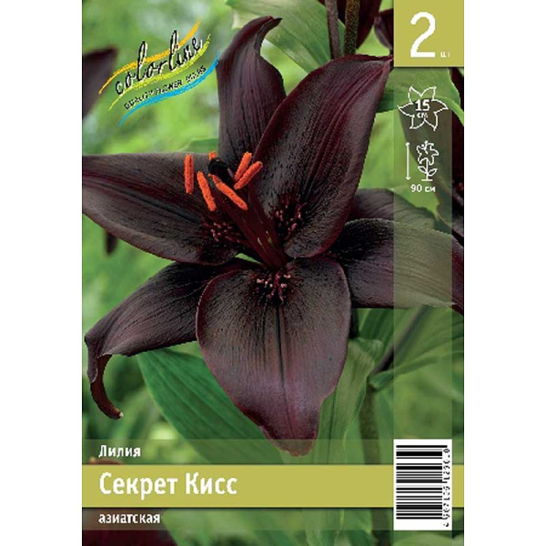 Лилия Секрет Кисс 10/12 2 Эконом шт 