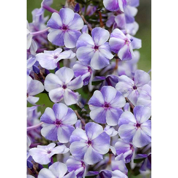 Флокс Гжель I 2 шт 