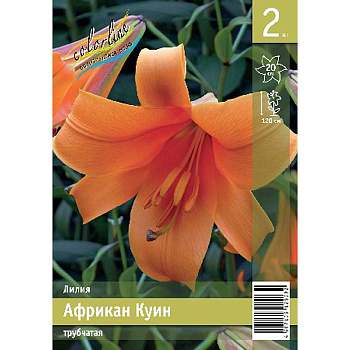 Лилия Африкан Куин 12/14 2 Эконом шт 