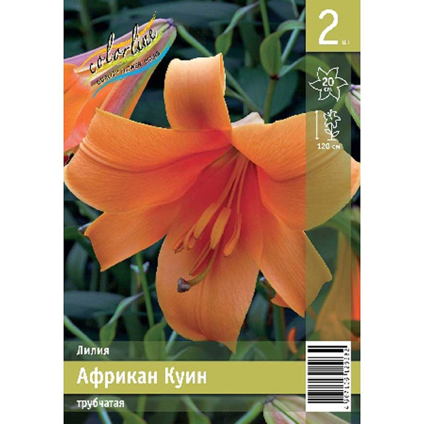 Лилия Африкан Куин 12/14 2 Эконом шт 