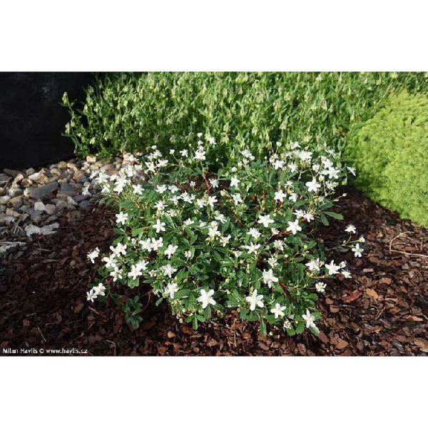 Лапчатка Трехзубчатая Нуук P9