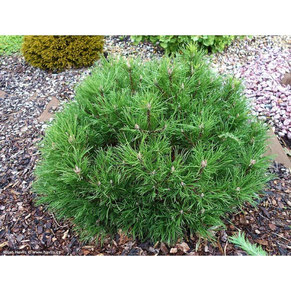 Сосна Горная Гессе C1.5