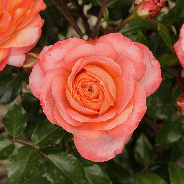 Роза флорибунда Феникс Садовита