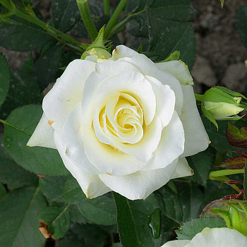 Роза Чайно-гибридная Дельфи Садовита