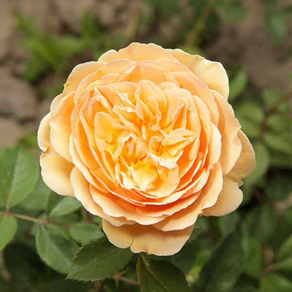 Роза шраб Леди оф Шалотт (английская) Садовита