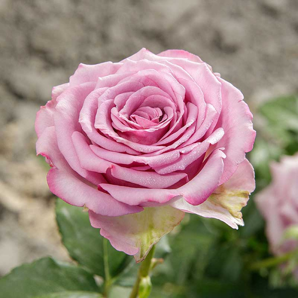 Роза чайно-гибридная Кул Вотер Садовита